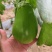 直生苗茄子，早熟无籽抗病一亩地1600棵绿茄好吃