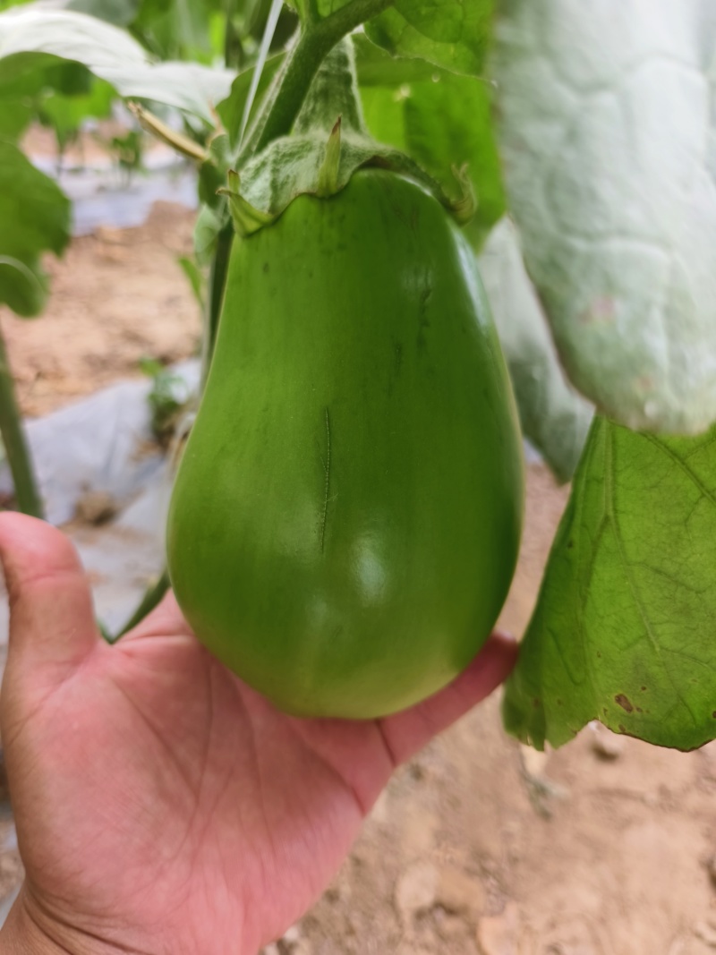 直生苗茄子，早熟无籽抗病一亩地1600棵绿茄好吃
