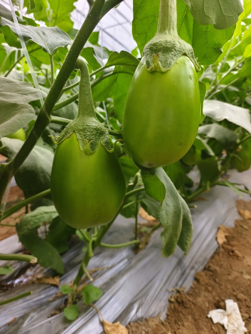 直生苗茄子，早熟无籽抗病一亩地1600棵绿茄好吃