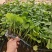 直生苗茄子，早熟无籽抗病一亩地1600棵绿茄好吃