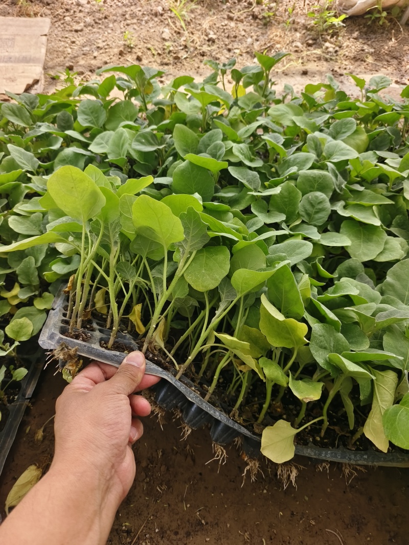 直生苗茄子，早熟无籽抗病一亩地1600棵绿茄好吃