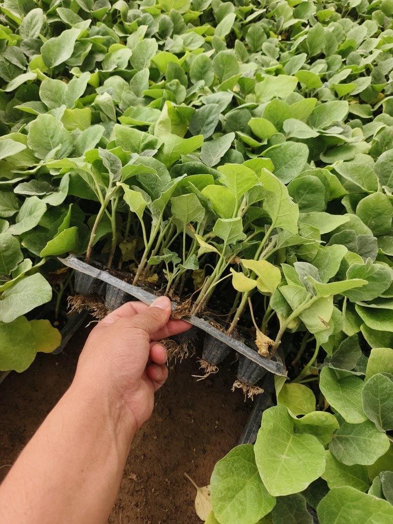 直生苗茄子，早熟无籽抗病一亩地1600棵绿茄好吃