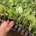 直生苗茄子，早熟无籽抗病一亩地1600棵绿茄好吃