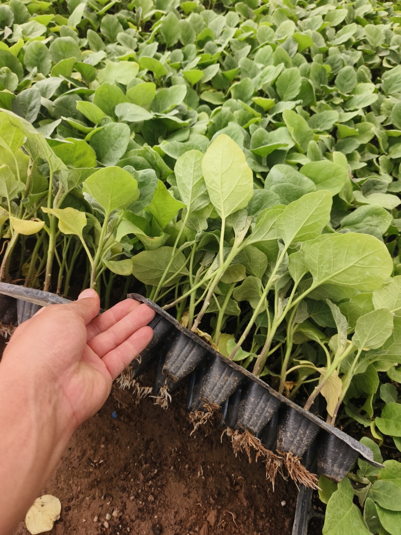 直生苗茄子，早熟无籽抗病一亩地1600棵绿茄好吃