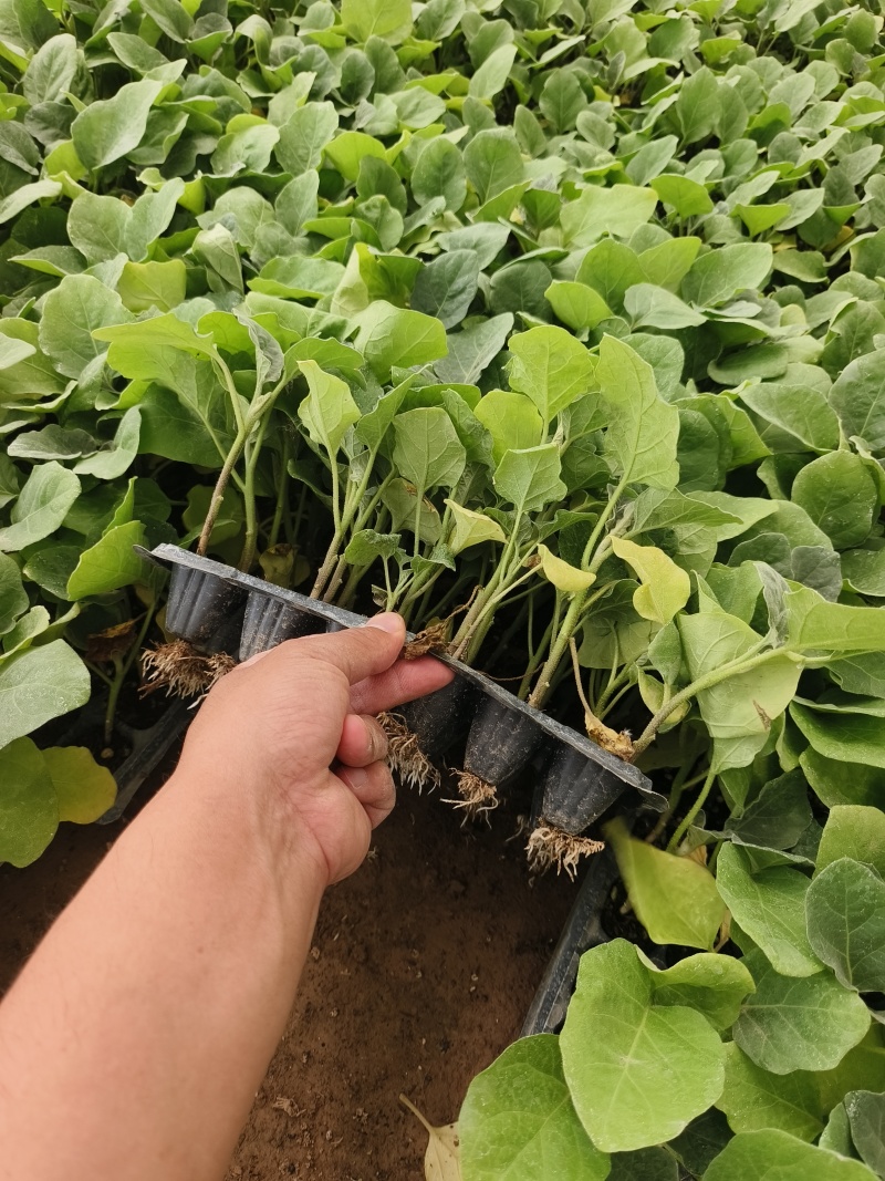 直生苗茄子，早熟无籽抗病一亩地1600棵绿茄好吃