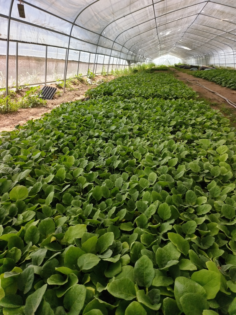 直生苗茄子，早熟无籽抗病一亩地1600棵绿茄好吃