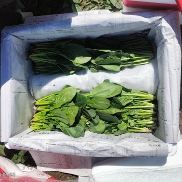 精品大叶，尖叶菠菜大量上市，产地直发，诚信经营，品质保证