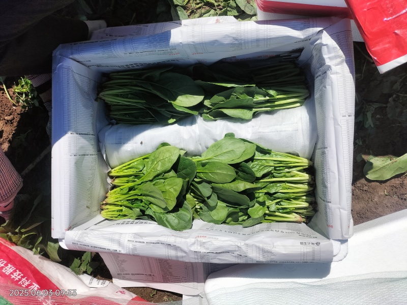 精品大叶，尖叶菠菜大量上市，产地直发，诚信经营，品质保证
