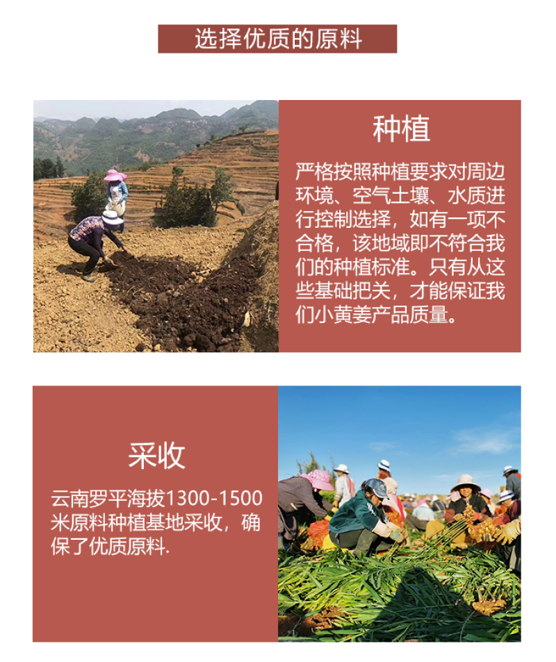【热卖推荐】云南罗平精品纯姜粉源头厂家直发可线上订单