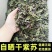 干紫苏叶食用野生紫苏叶干中药材紫苏叶茶紫苏叶粉泡茶紫苏小
