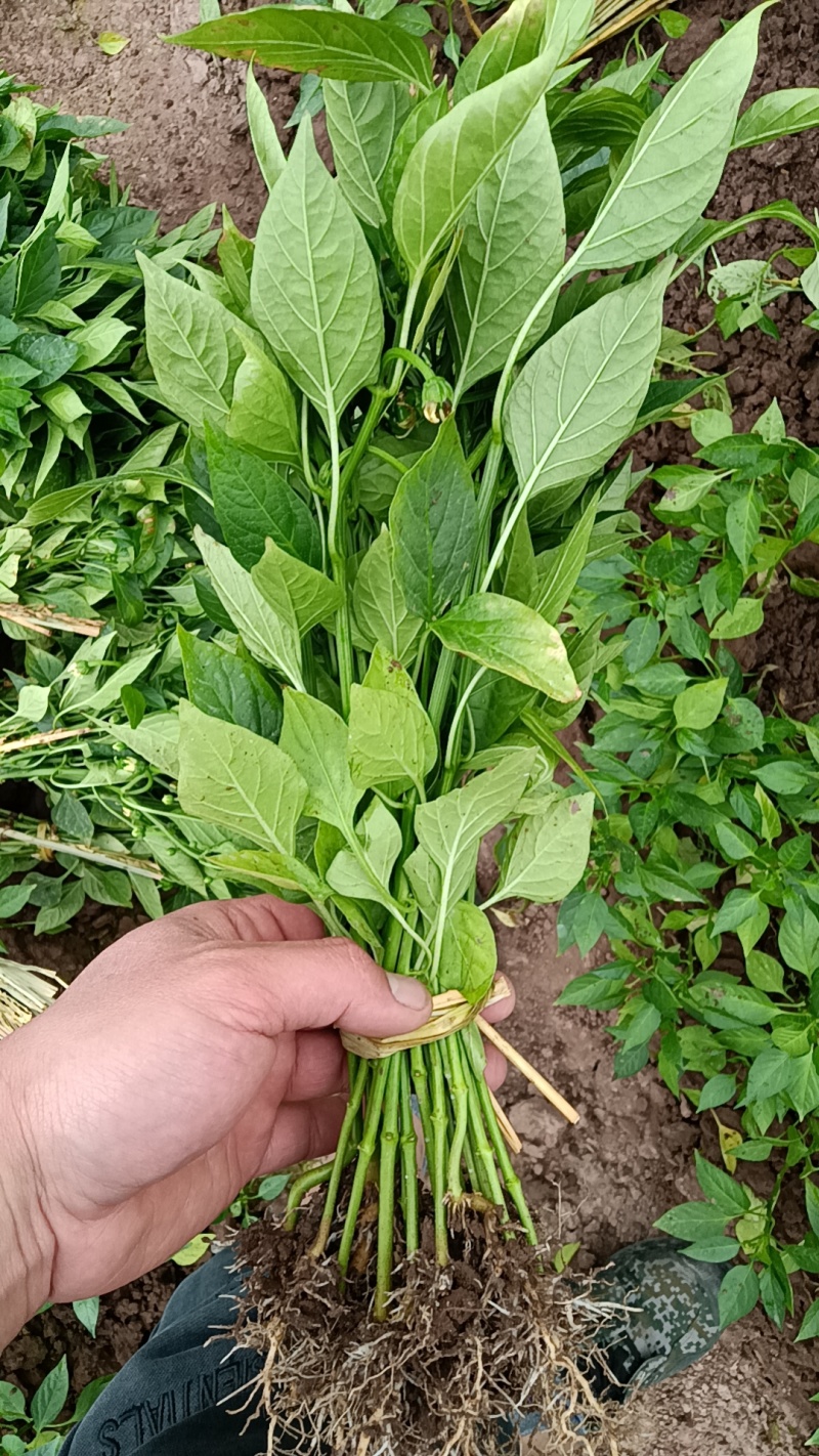薄皮香辣椒苗，可炒鸡蛋，不辣，自产自销批发客户，大量有货