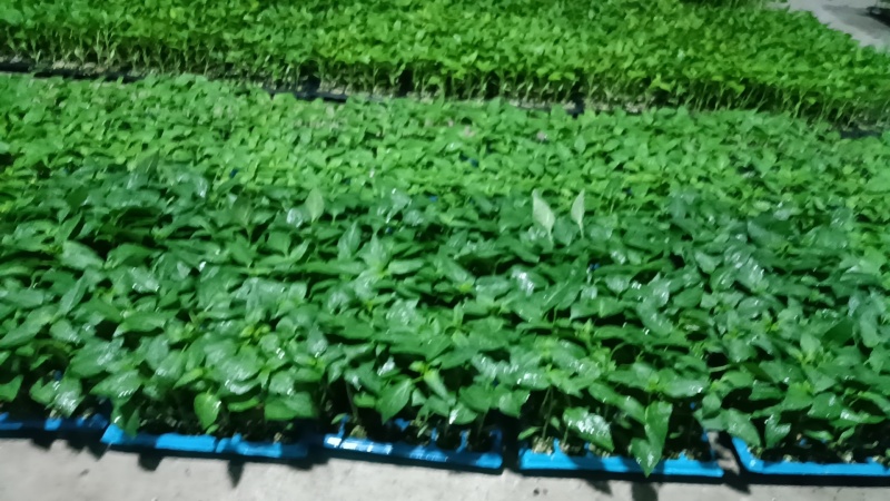 薄皮香辣椒苗，可炒鸡蛋，不辣，自产自销批发客户，大量有货
