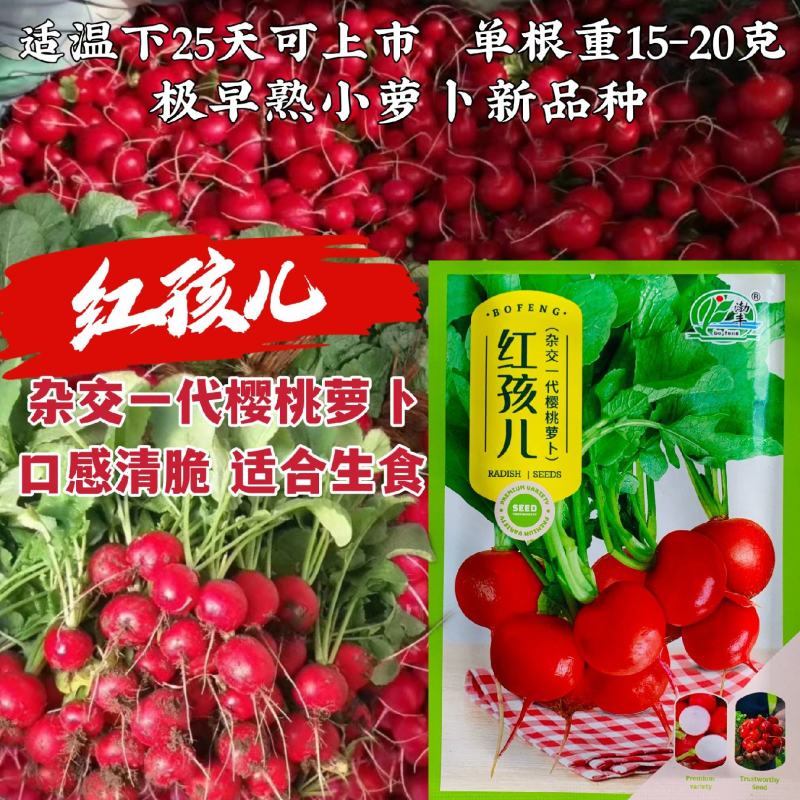 红孩儿樱桃萝卜种子脆甜早熟荷兰小萝卜种籽春秋四季杂交萝卜