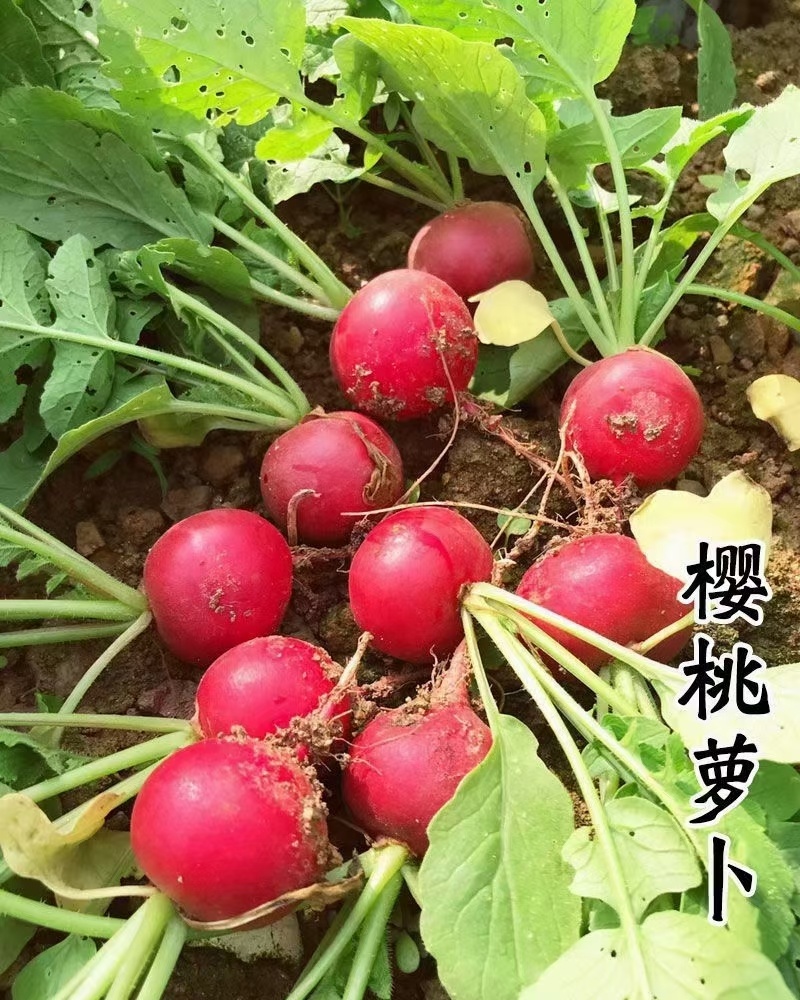 红孩儿樱桃萝卜种子脆甜早熟荷兰小萝卜种籽春秋四季杂交萝卜