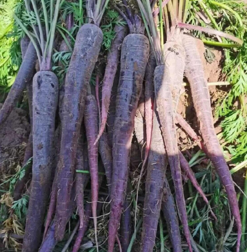 紫盛水果胡萝卜种子富含花青素抗氧化口感脆产量高优质胡萝卜