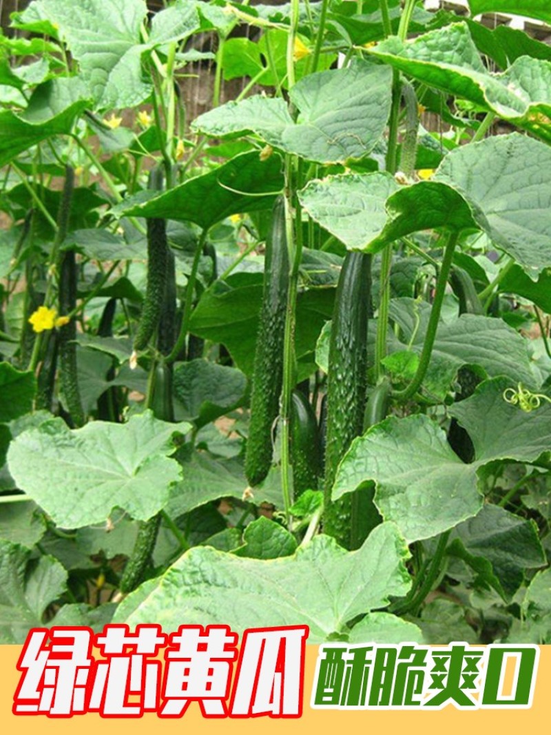 六月到十月份大量上市，支持各种包装