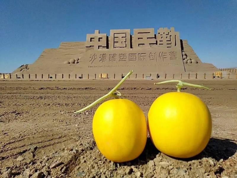 民勤蜜瓜金红宝沙漠蜜瓜.一手货源产地直发品质保证货源充足