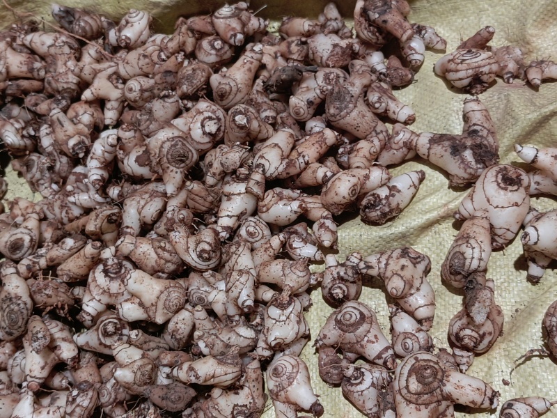 24小时在线服务白芨正规货源规格齐全放心选购