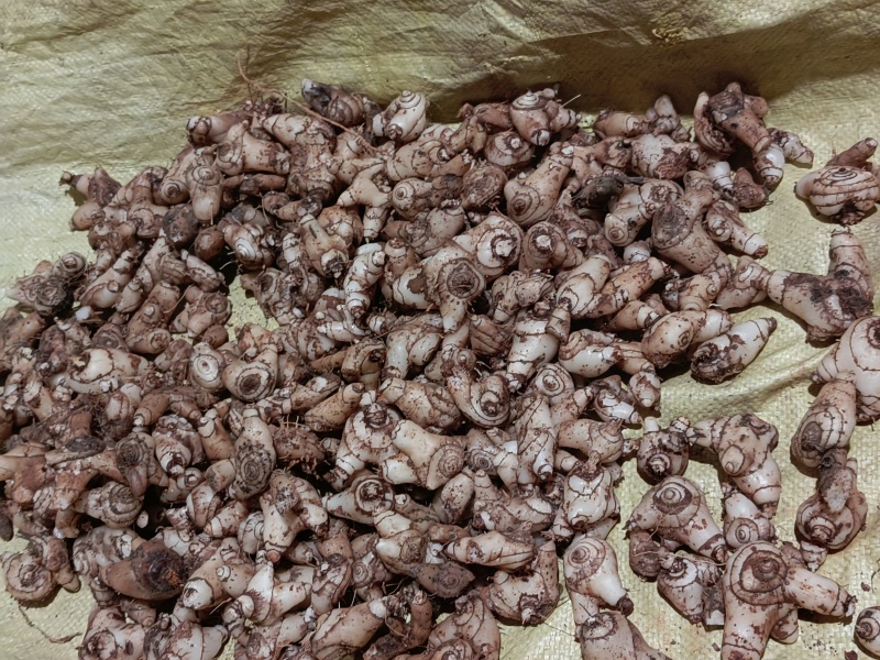 24小时在线服务白芨正规货源规格齐全放心选购