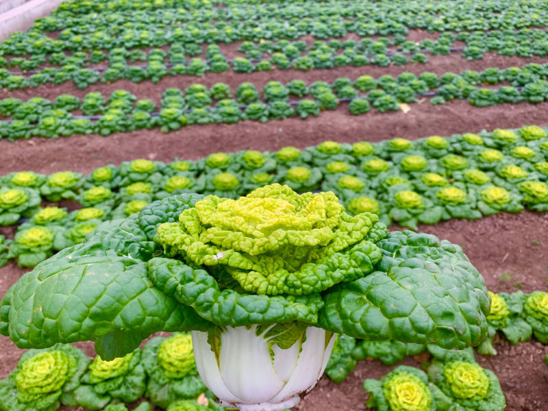 美味金芯翠玉黄心乌塌菜种子秋季耐寒蔬菜菊花菜种子黄芯乌