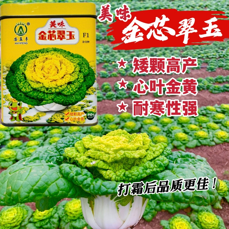 美味金芯翠玉黄心乌塌菜种子秋季耐寒蔬菜菊花菜种子黄芯乌