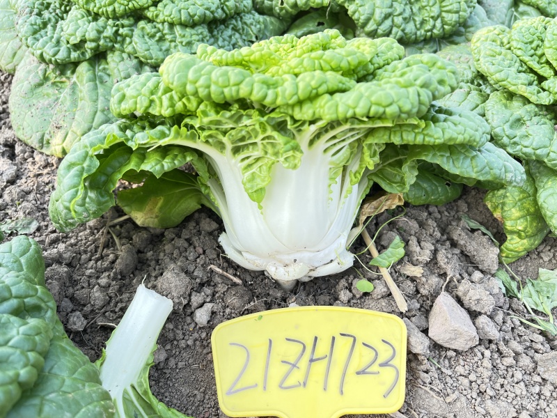 美味金芯翠玉黄心乌塌菜种子秋季耐寒蔬菜菊花菜种子黄芯乌