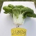 美味金芯翠玉黄心乌塌菜种子秋季耐寒蔬菜菊花菜种子黄芯乌