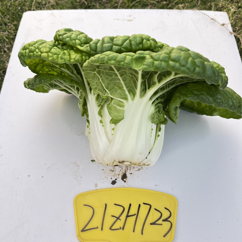 美味金芯翠玉黄心乌塌菜种子秋季耐寒蔬菜菊花菜种子黄芯乌