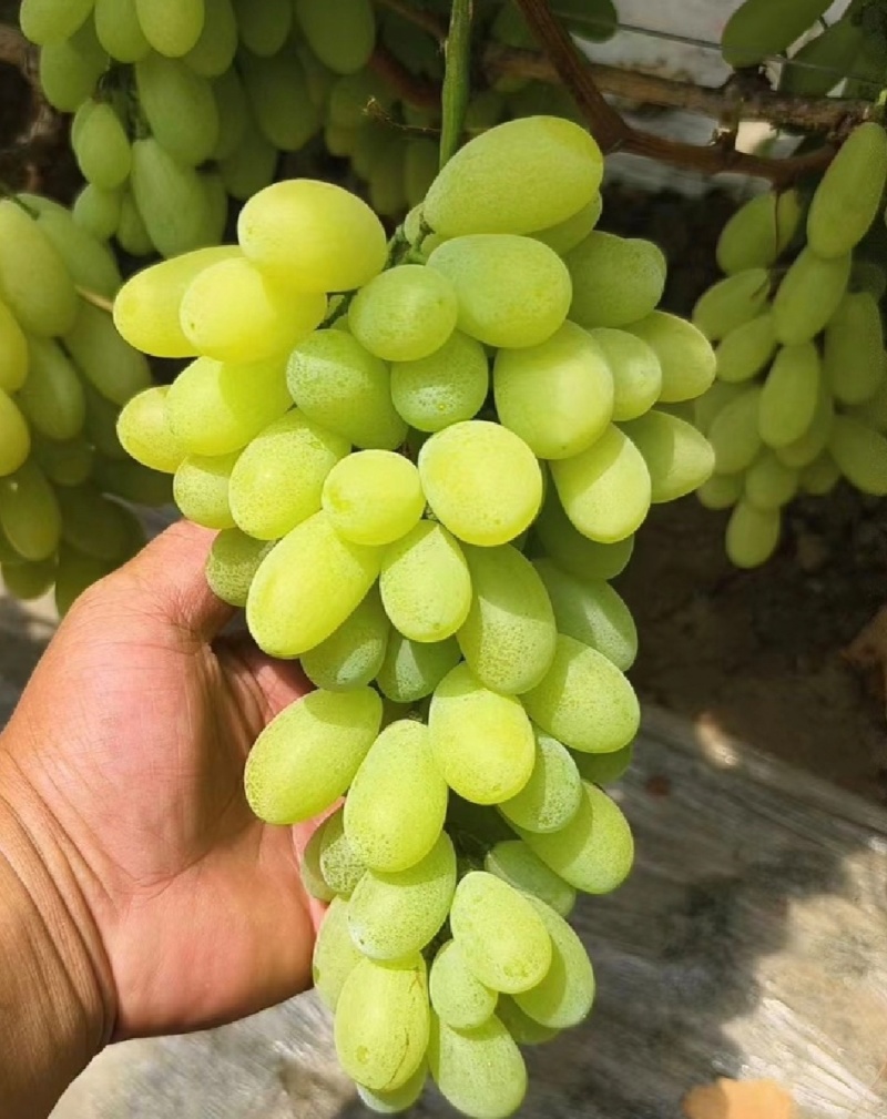 推荐葡萄维多利亚大量有货，粒大口感甜量大从优全国发