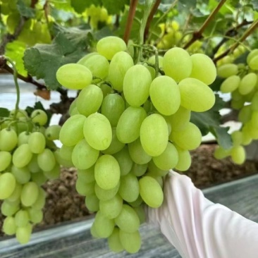 推荐葡萄维多利亚大量有货，粒大口感甜量大从优全国发
