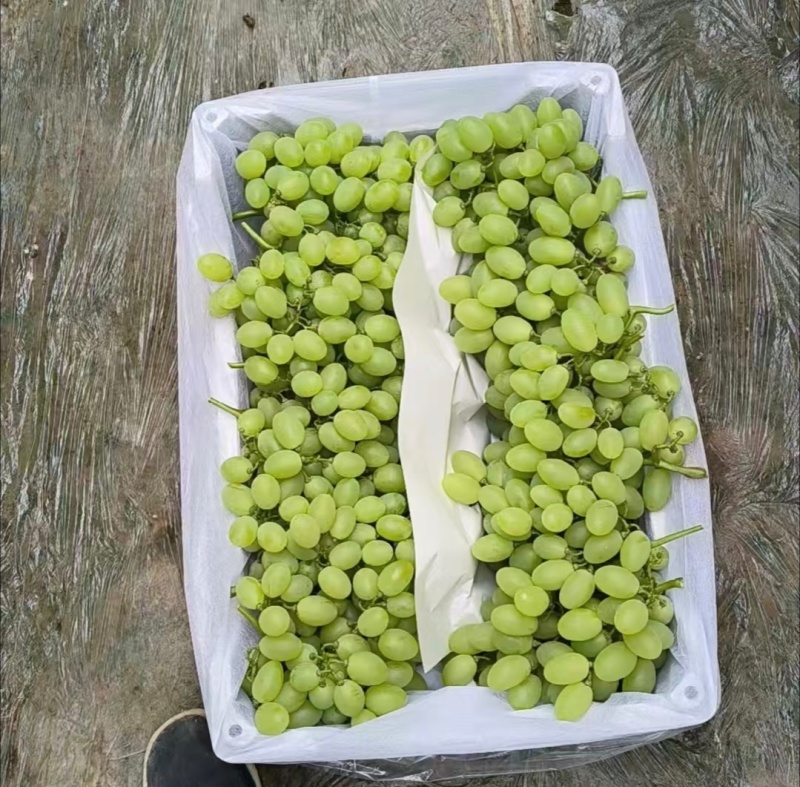 推荐葡萄维多利亚大量有货，粒大口感甜量大从优全国发