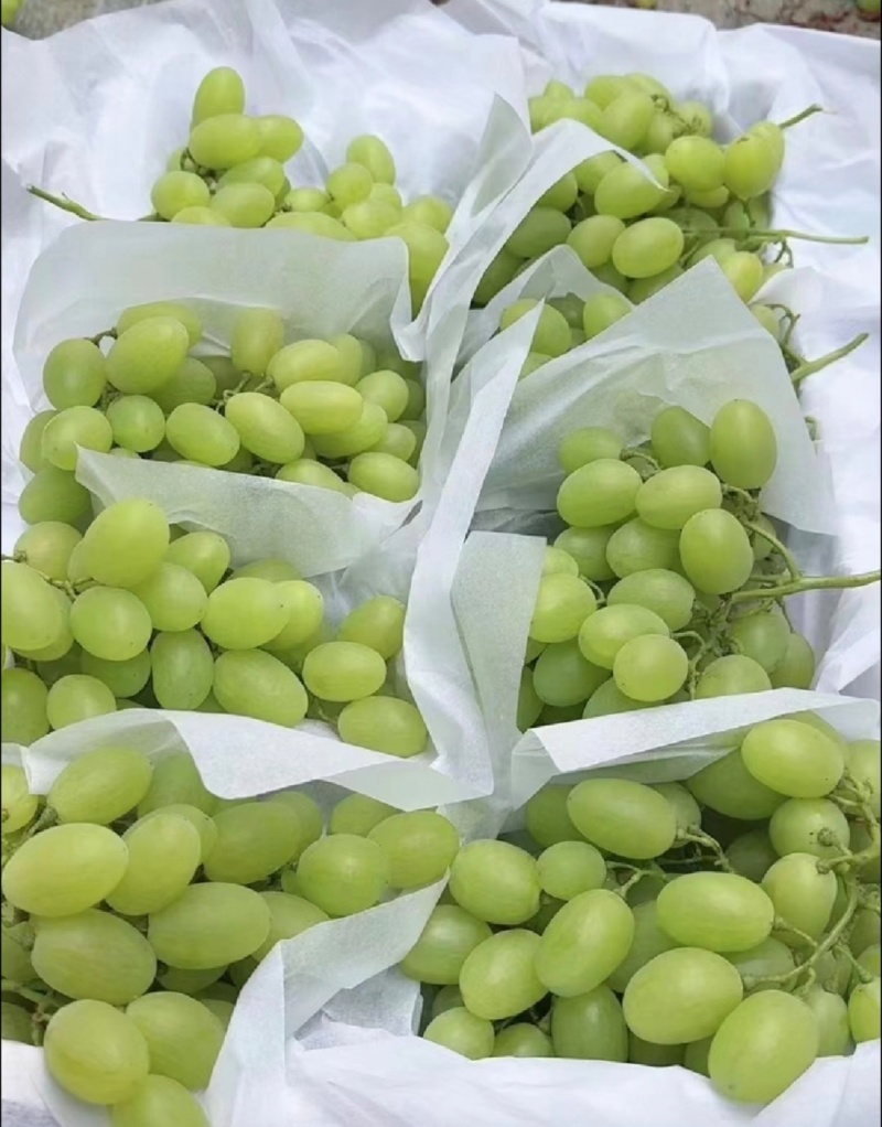 推荐葡萄维多利亚大量有货，粒大口感甜量大从优全国发