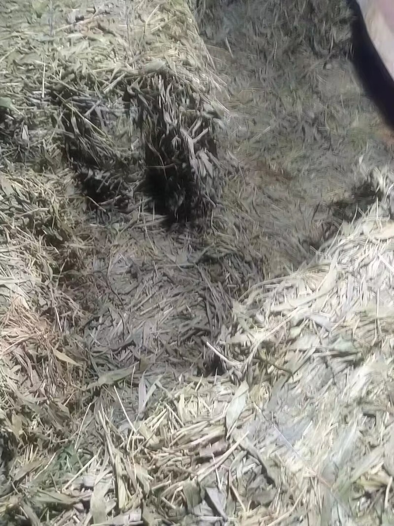 【优质推荐】中药材淡竹叶大量有货量大从优运费可协商