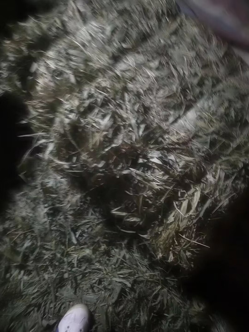 【优质推荐】中药材淡竹叶大量有货量大从优运费可协商