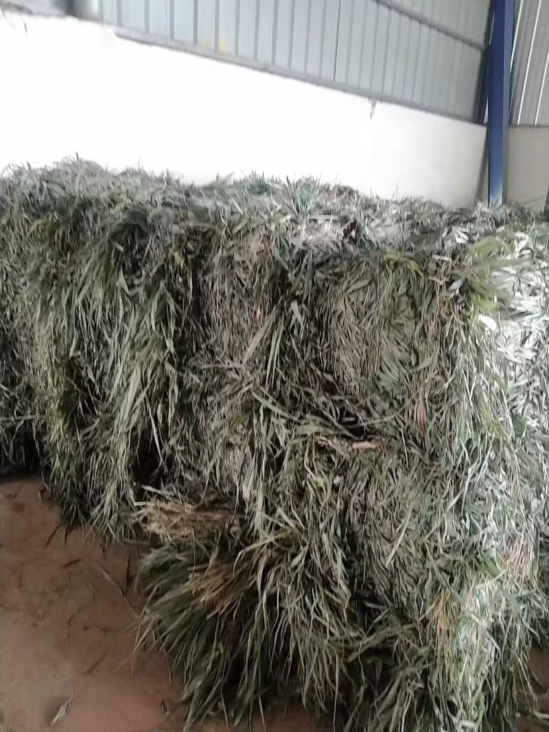 【优质推荐】中药材淡竹叶大量有货量大从优运费可协商