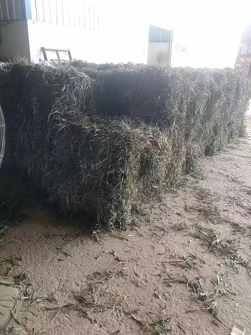 【优质推荐】中药材淡竹叶大量有货量大从优运费可协商