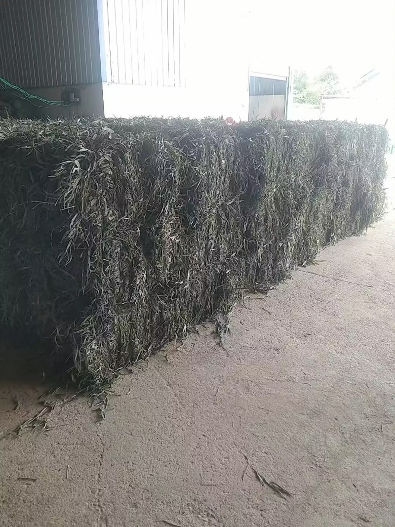 【优质推荐】中药材淡竹叶大量有货量大从优运费可协商