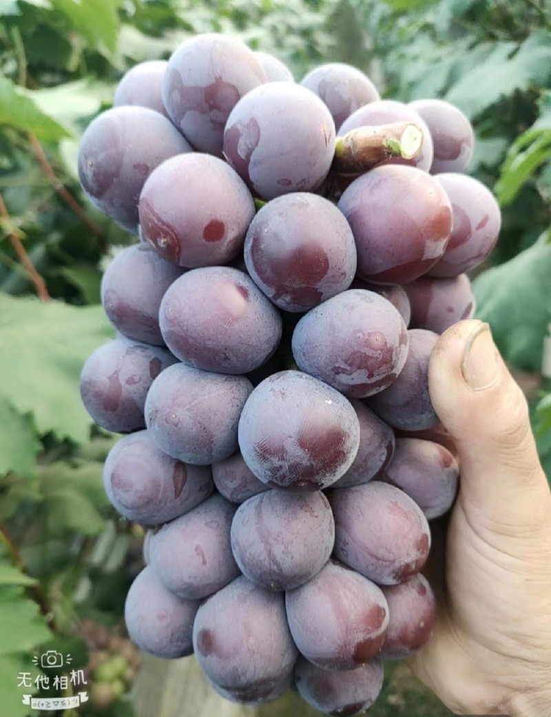 1推荐山东乒乓球葡萄藤稔葡萄货源充足量大从优联系