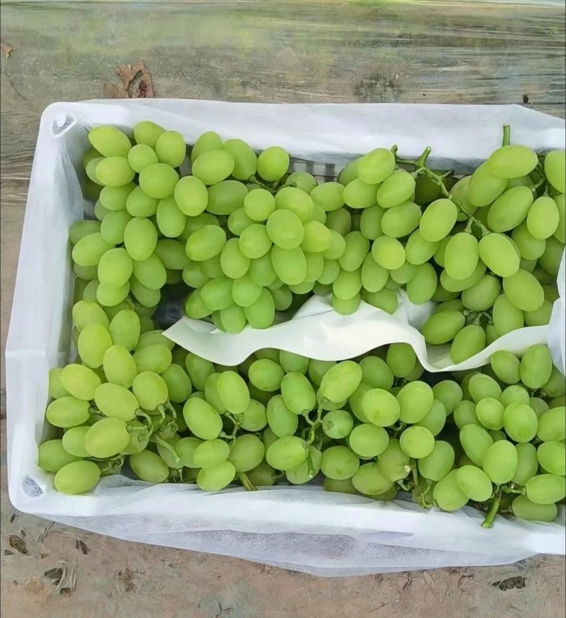 1推荐山东葡萄维多利亚葡萄基地一手货源量大从优