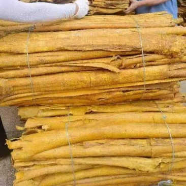 【优质推荐】黄柏树皮大量有货量大从优价格运费可聊