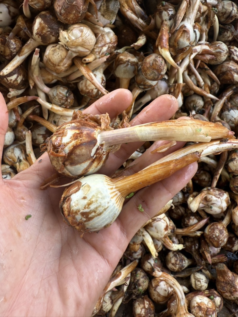 云南精品蓝白慈姑大中小茨菇一手货源全国可发货