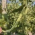 架豆王、露天，大量供应中，产地陕西省西安市