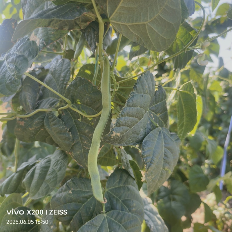 架豆王、露天，大量供应中，产地陕西省西安市