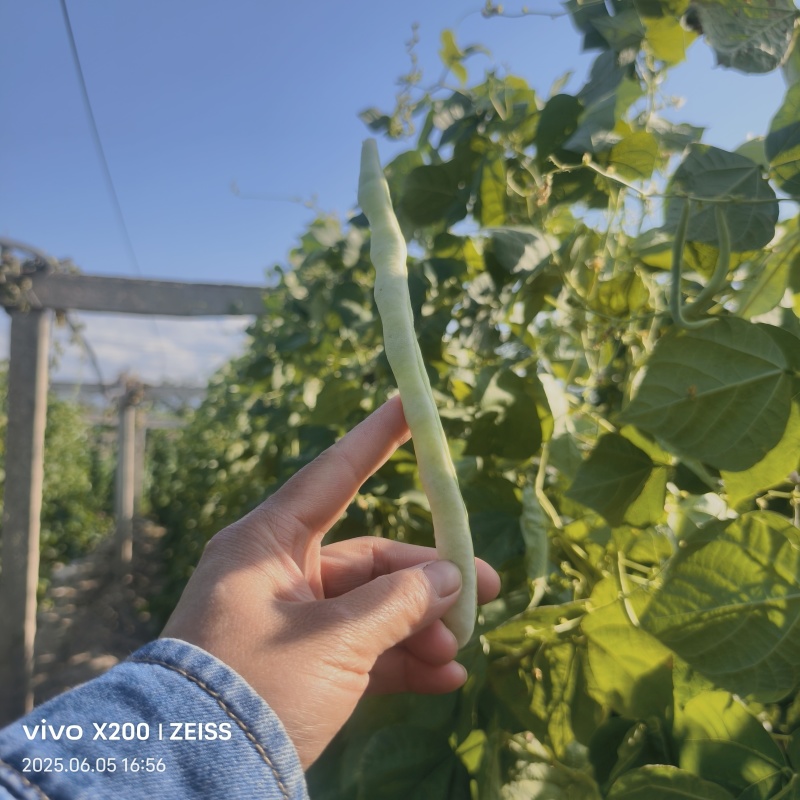 架豆王、露天，大量供应中，产地陕西省西安市
