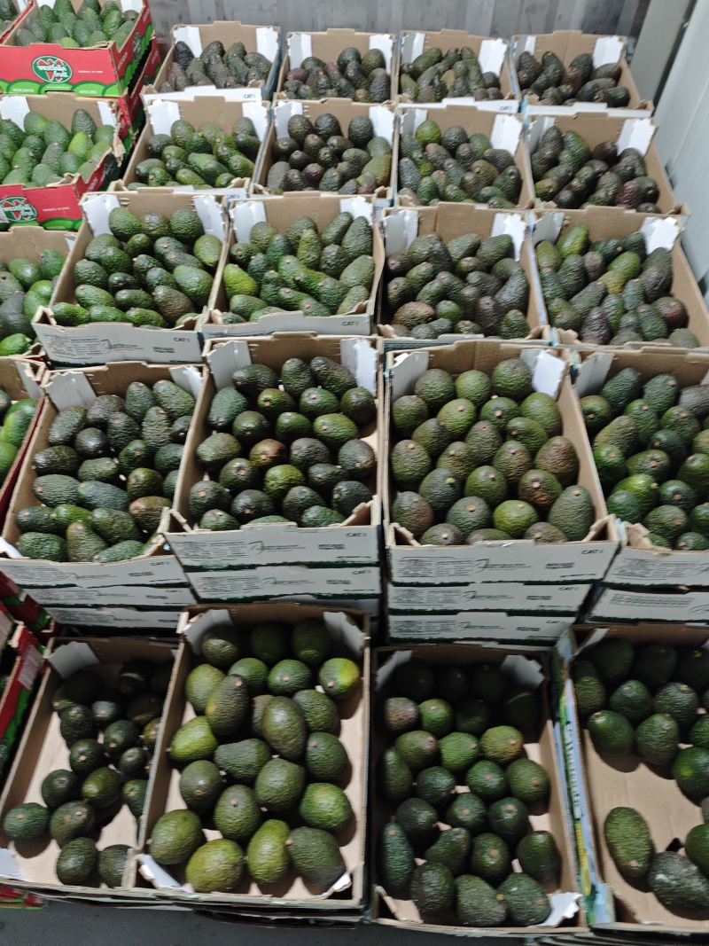牛油果生果/即食果供应