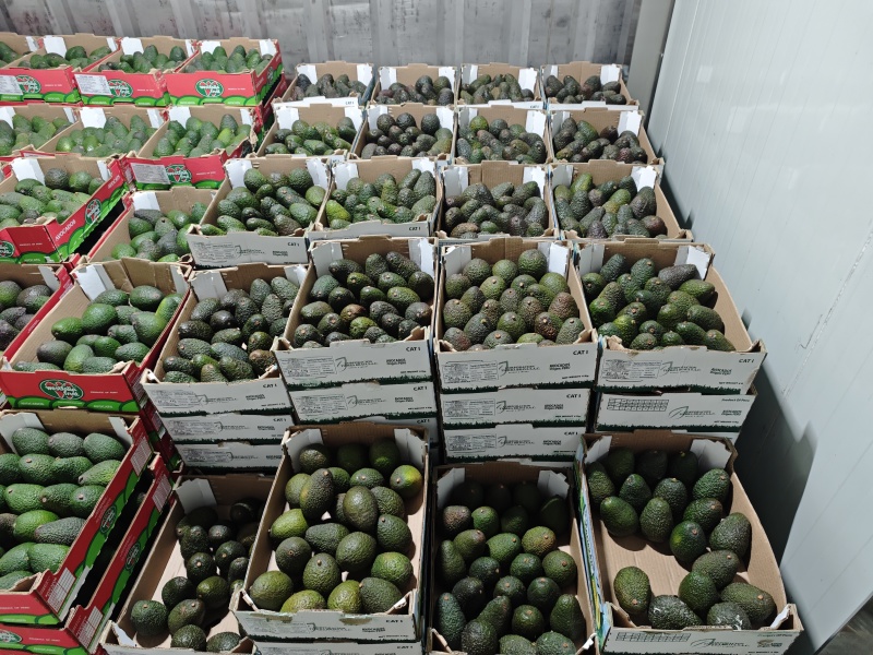 牛油果生果/即食果供应
