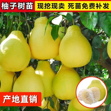 柚子树苗嫁接沙田柚红心蜜柚泰国红宝石青柚南方种植当年结果带土