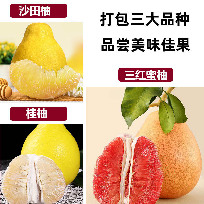 柚子树苗嫁接沙田柚红心蜜柚泰国红宝石青柚南方种植当年结果带土