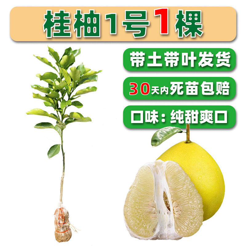 柚子树苗嫁接沙田柚红心蜜柚泰国红宝石青柚南方种植当年结果带土