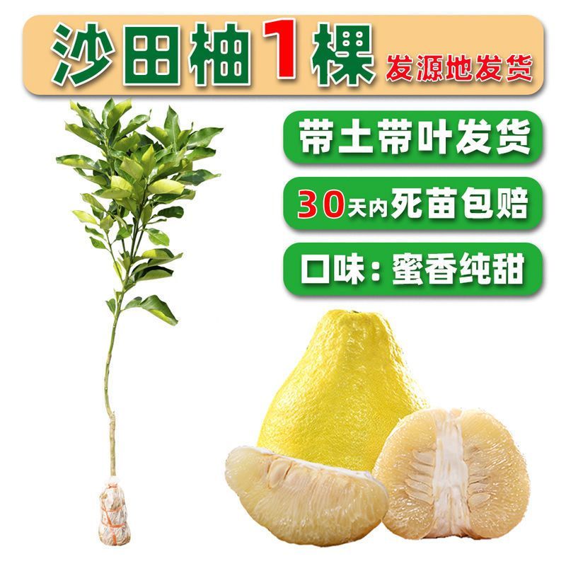 柚子树苗嫁接沙田柚红心蜜柚泰国红宝石青柚南方种植当年结果带土